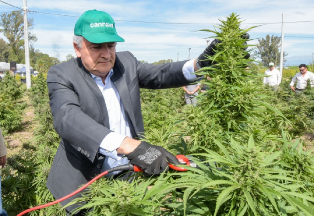 imagen Jujuy inició la cosecha de cannabis medicinal más importante de Latinoamérica
