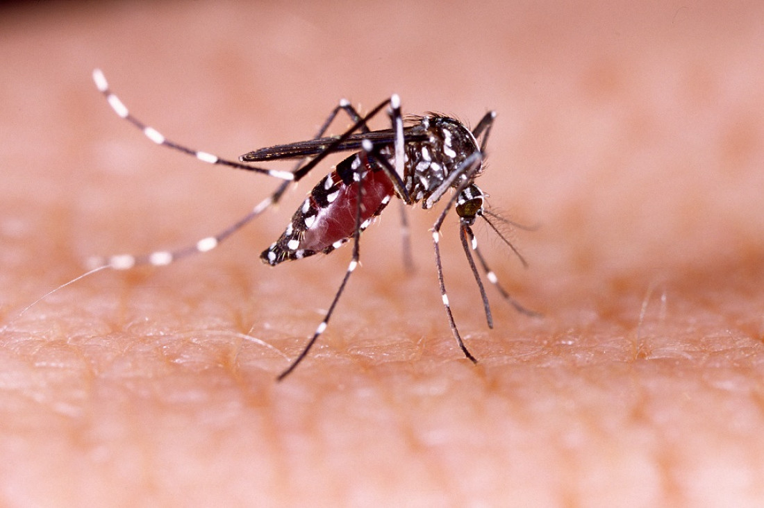 imagen Infografía: síntomas del dengue y formas de prevención