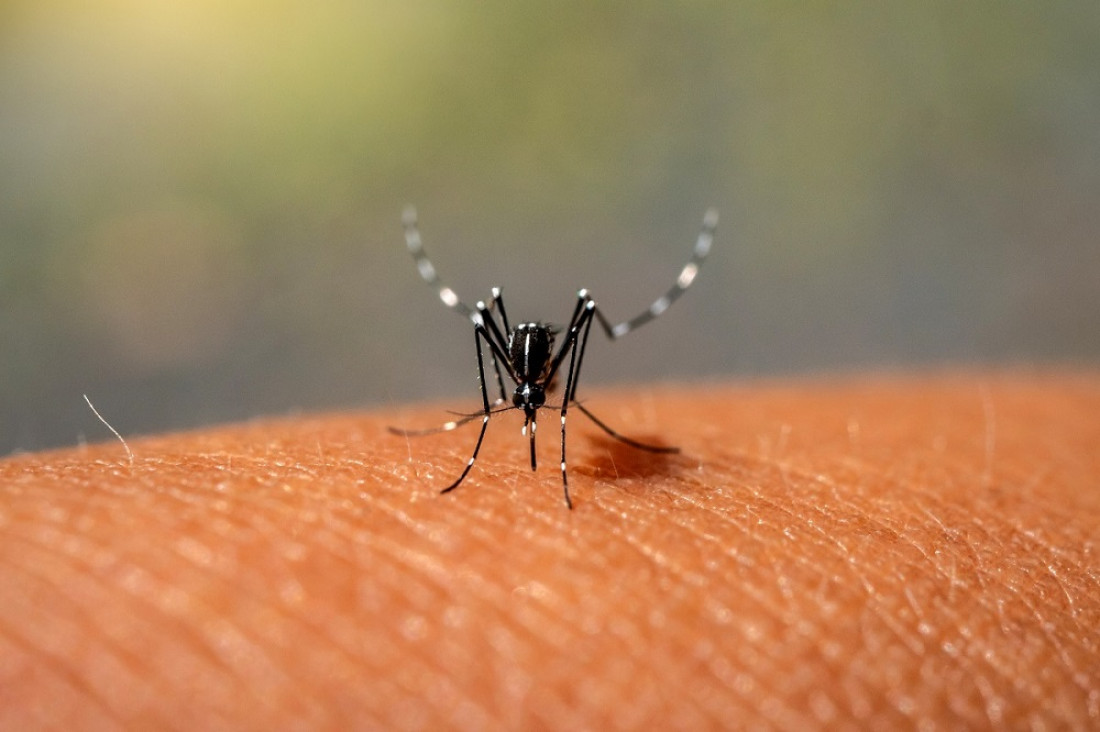 imagen Dengue en la Argentina: la desmemoria y el compromiso socioambiental