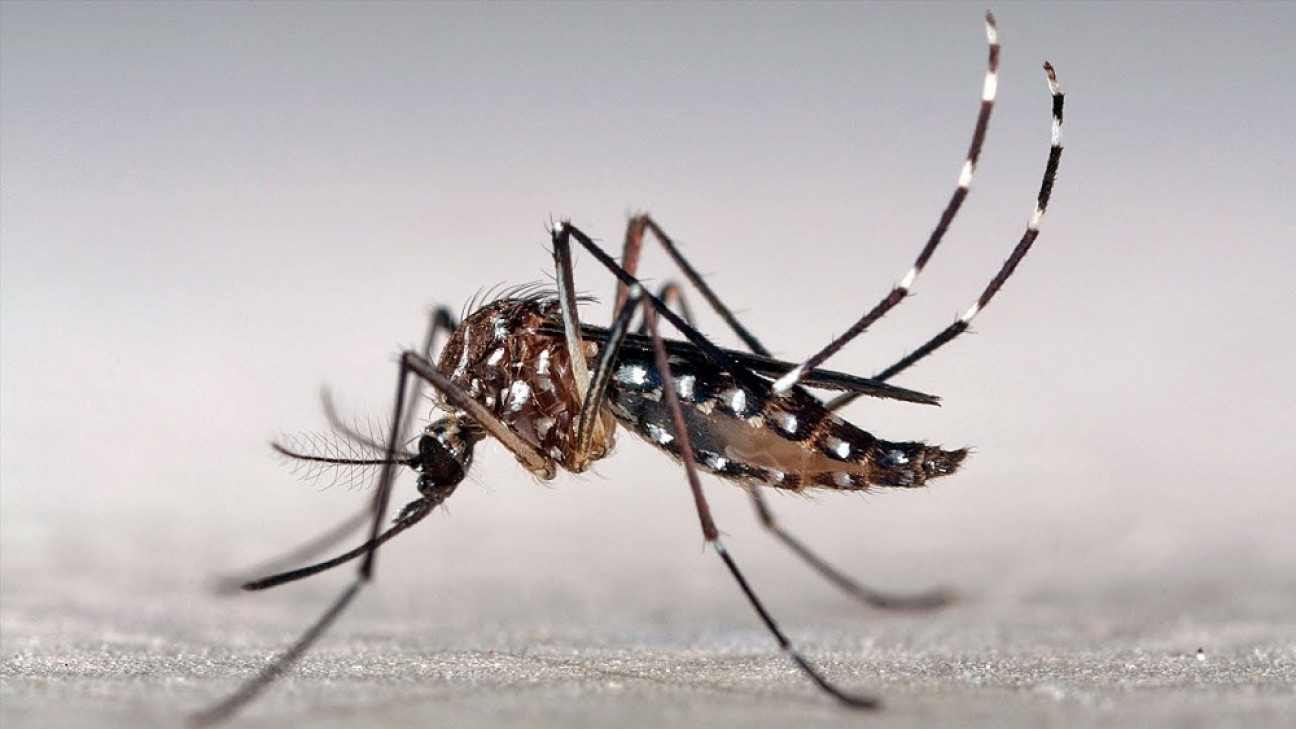 imagen Preocupación por casos de dengue en Argentina: ¿cómo es el estado de situación en Mendoza?