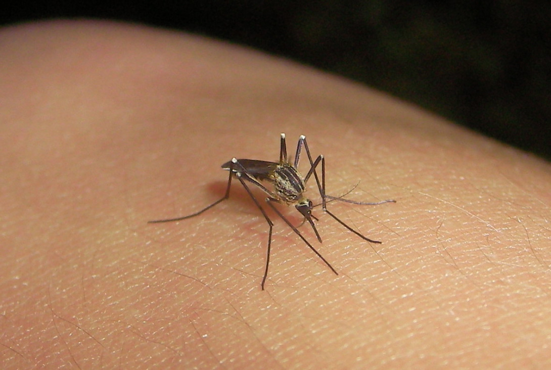 imagen Pronostican un pico de casos de dengue en Semana Santa