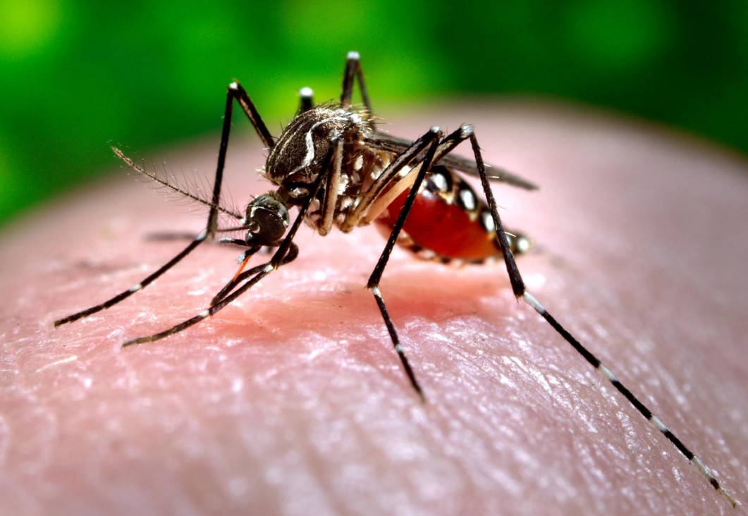 imagen Detectan el primer caso de dengue en Mendoza