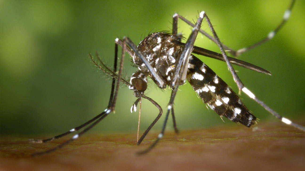 imagen Aconsejan a las embarazadas no viajar a las zonas con zika