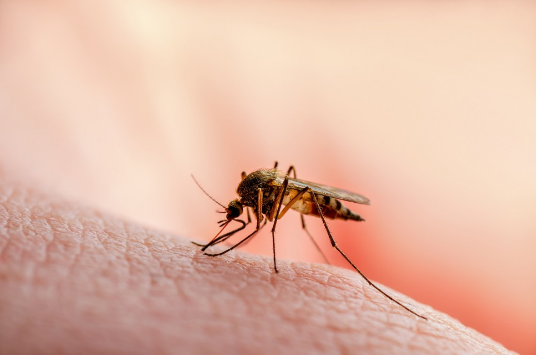 imagen Desarrollan una sangre falsa para luchar contra los mosquitos y la malaria