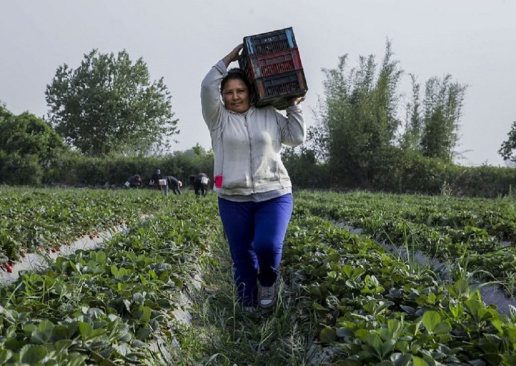 imagen La brecha de género en el sector agropecuario argentino es más amplia que en otros países de la región
