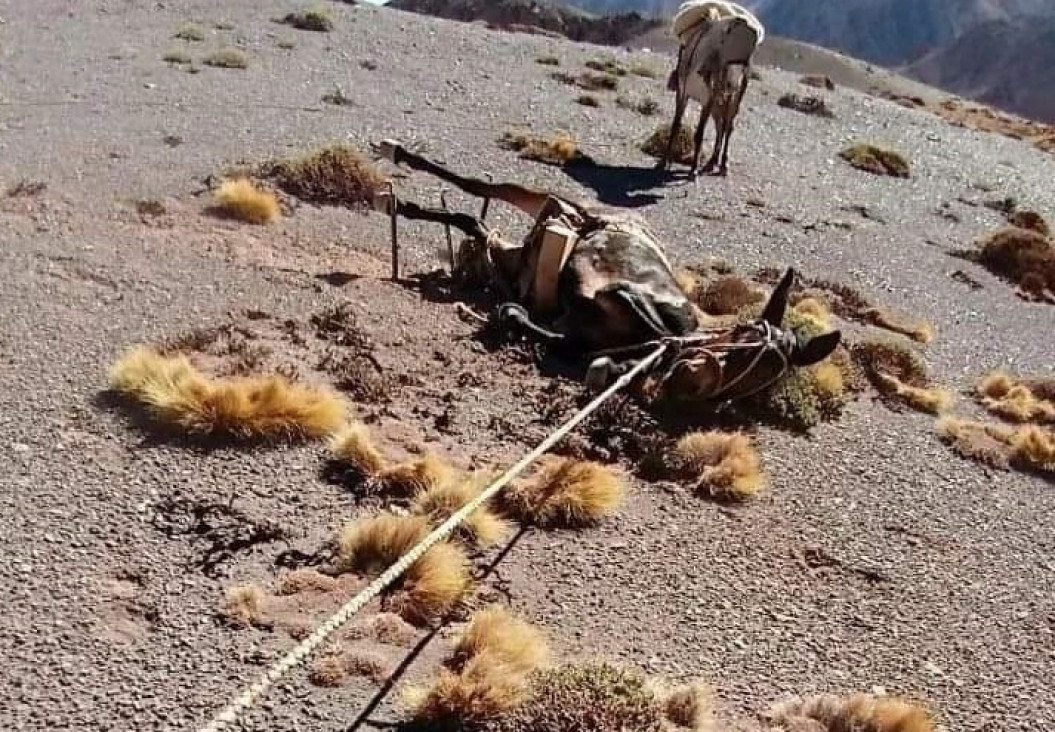 imagen Alertan por casos de maltrato animal a las mulas cargueras del Parque Aconcagua