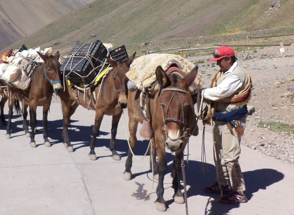 imagen Mulas de carga en el Aconcagua: cómo es su control