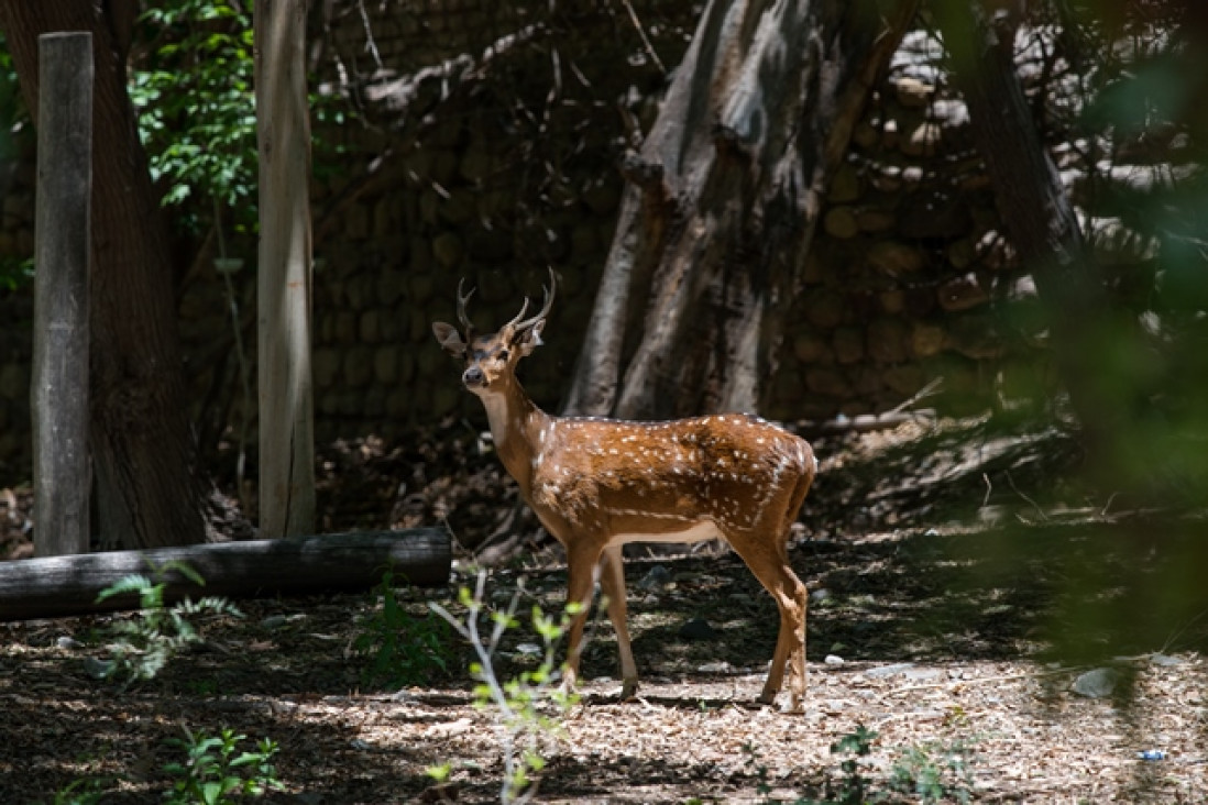 imagen Cerró el Zoo de manera provisoria