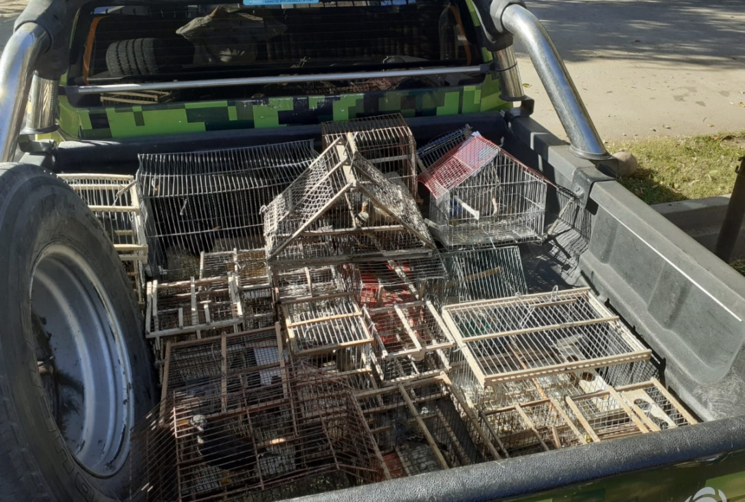 imagen En lo que va de mayo, más de 50 aves fueron rescatadas del tráfico ilegal en Mendoza