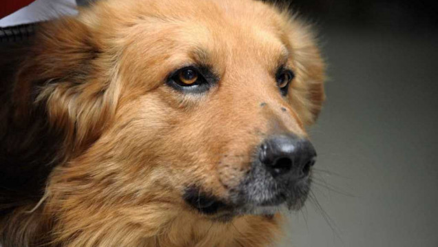 imagen Por qué el maltrato animal es un indicador de violencia social
