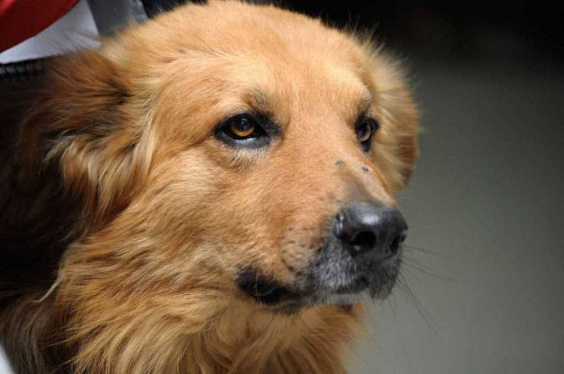 imagen Por qué el maltrato animal es un indicador de violencia social