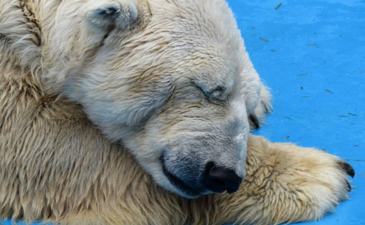 imagen Susana Dascalaky, abogada animalista