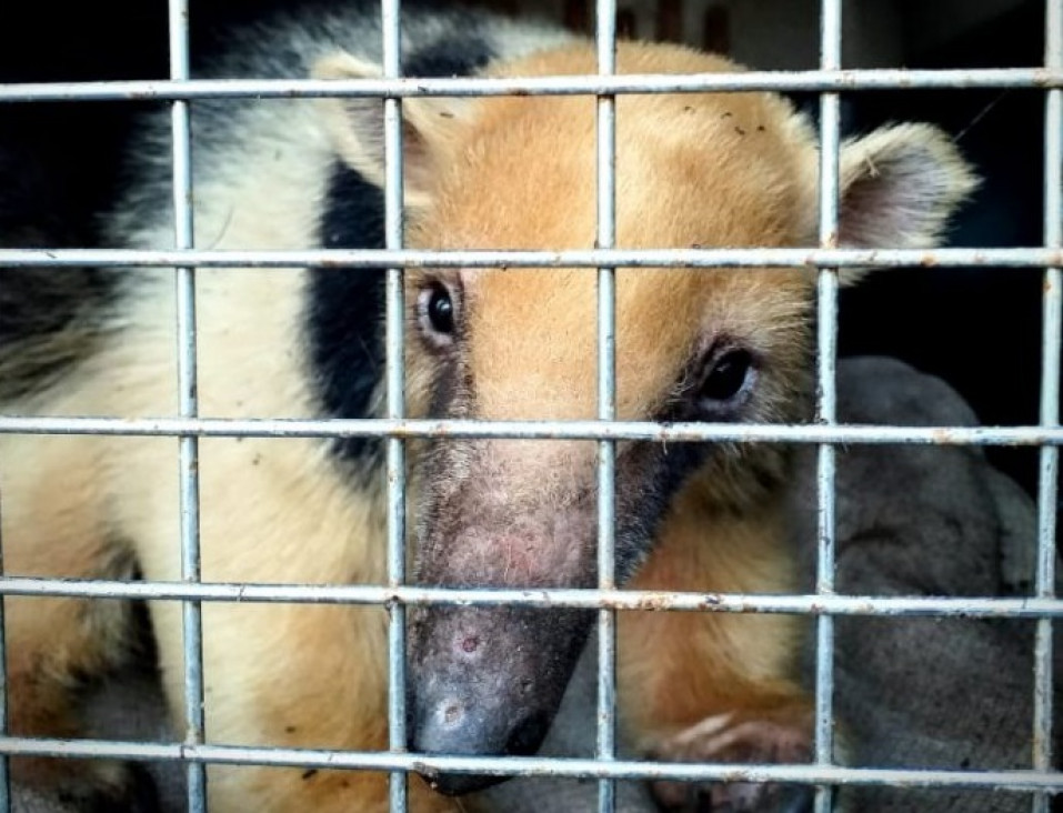 imagen Tráfico ilegal de animales: cómo llegó un oso hormiguero a Santa Rosa