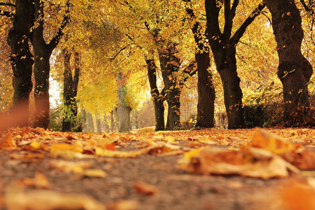 imagen Algunas curiosidades sobre el otoño