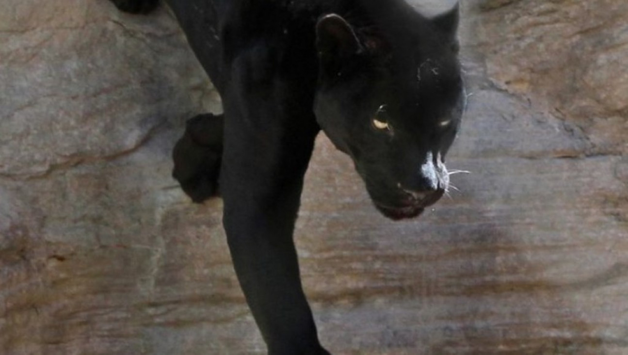 imagen Murió la única pantera negra del Zoo de Mendoza