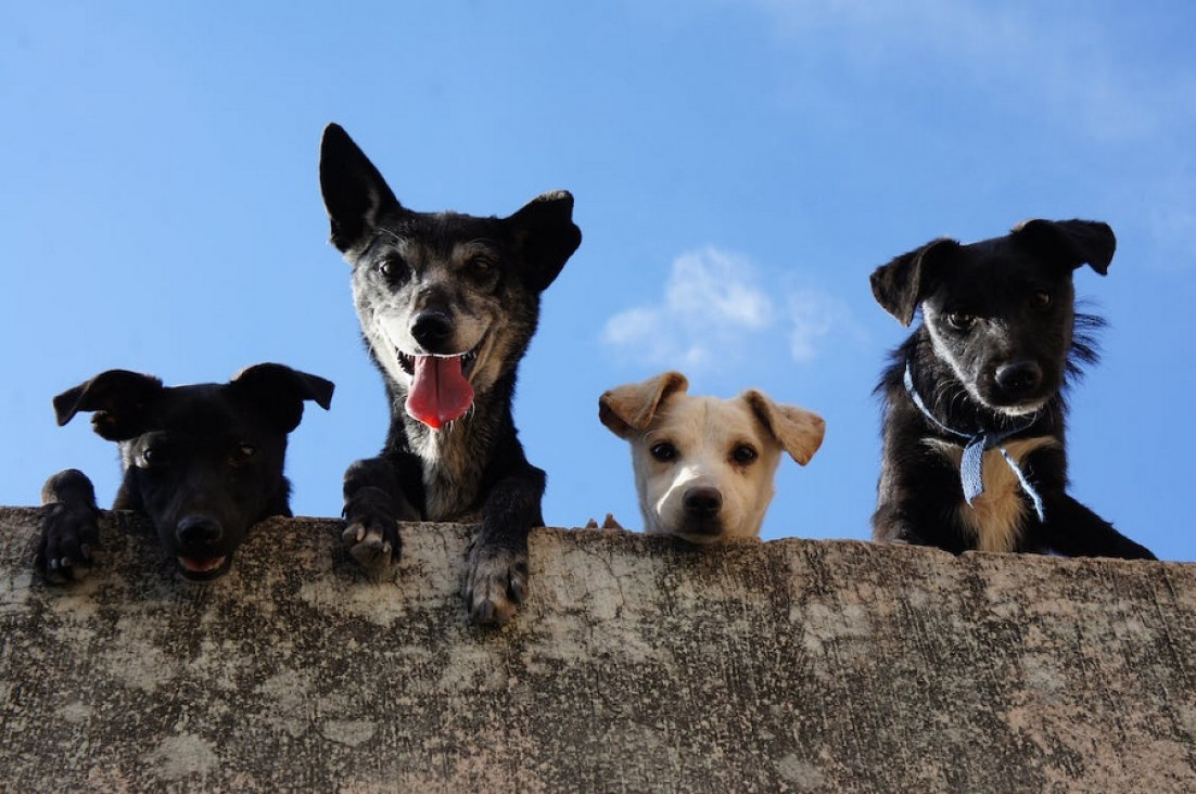 imagen Los perros sueltos sin supervisión pueden afectar a la fauna silvestre