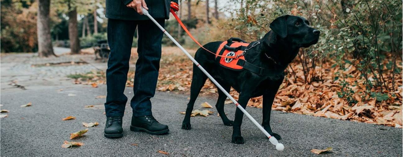 imagen Qué implica que Mendoza adhiera a la Ley Nacional de perros guías