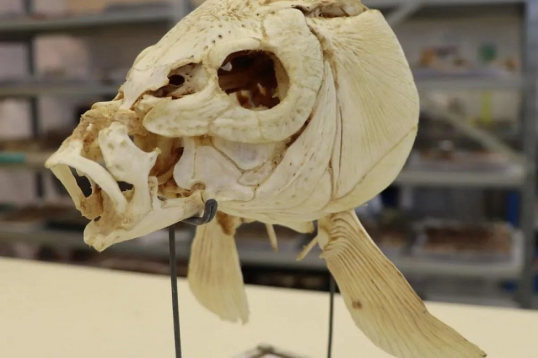 imagen Encuentran restos de pescado cocinado de hace 780.000 años
