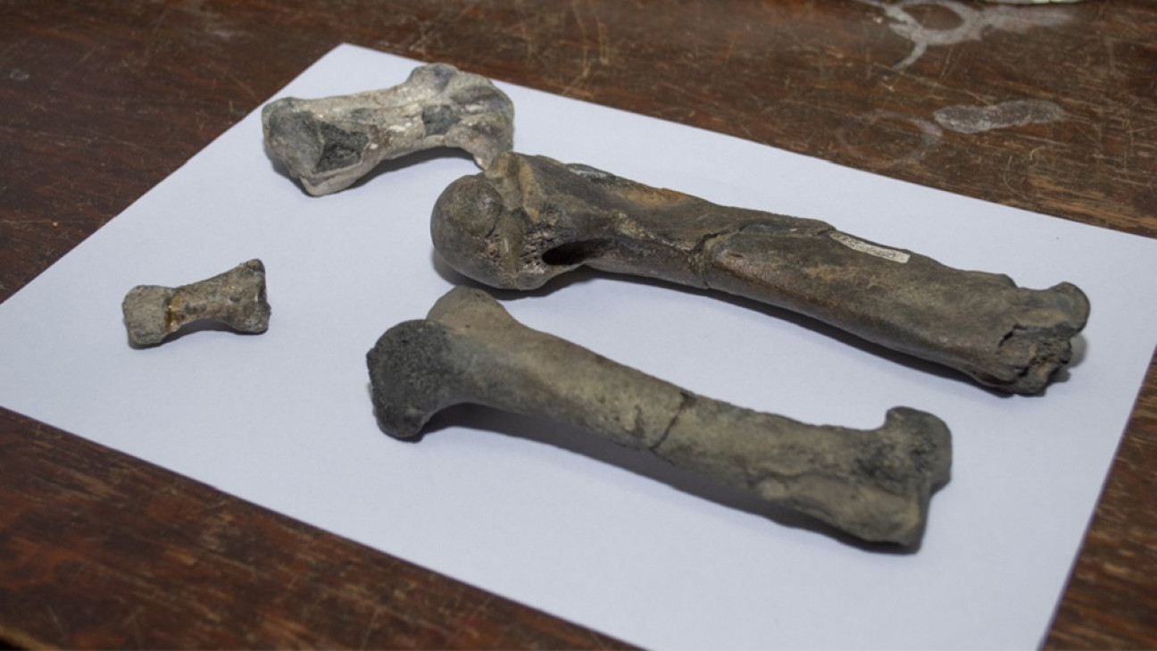 imagen Fósiles de pingüinos revelan indicadores de la separación entre la Antártida y Sudamérica