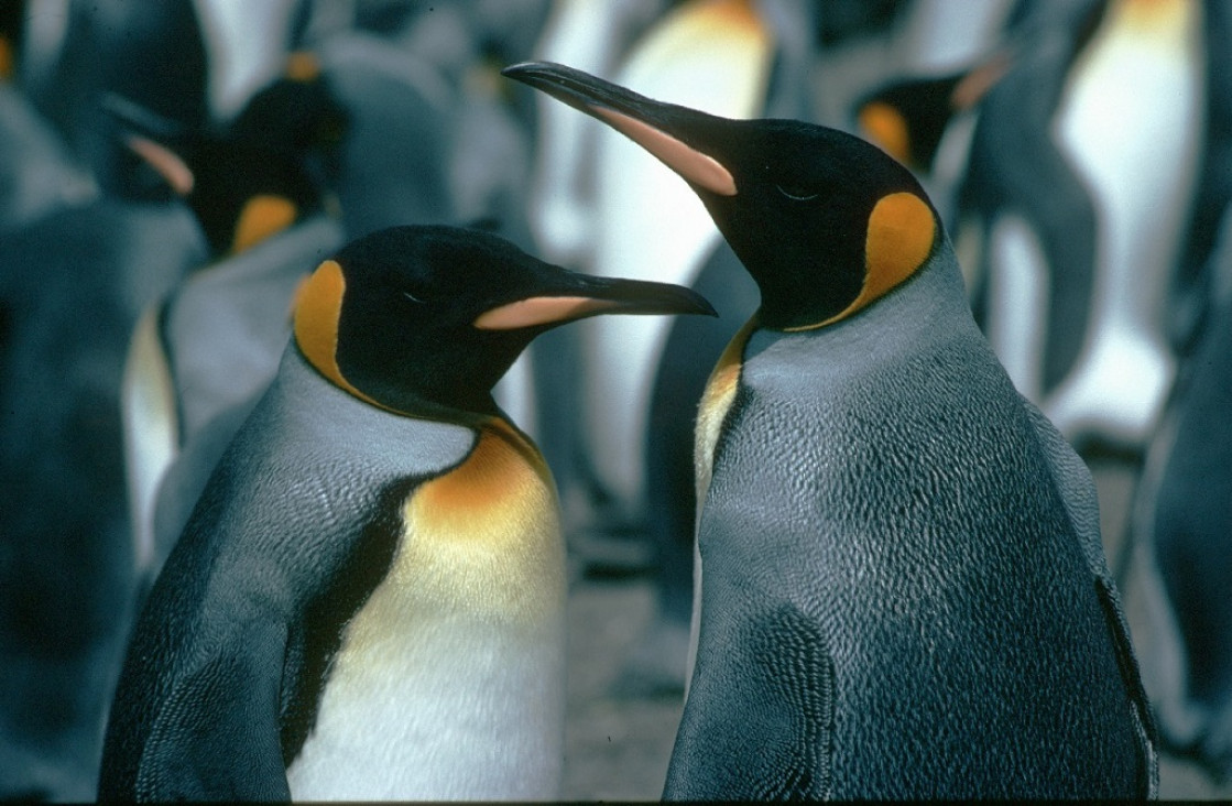 imagen Hallan nueva colonia de pingüinos emperador en la Antártida