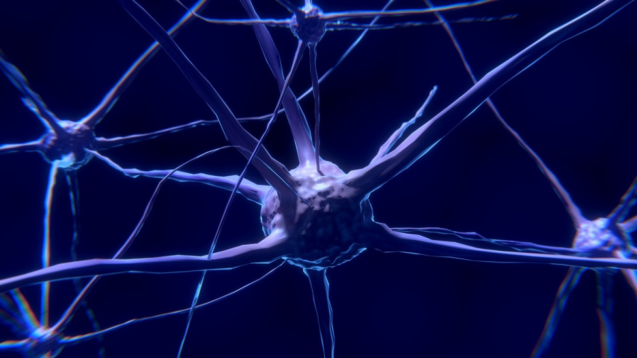 imagen Determinan que la activación de la memoria episódica depende de la comunicación coordinada entre dos regiones del cerebro 