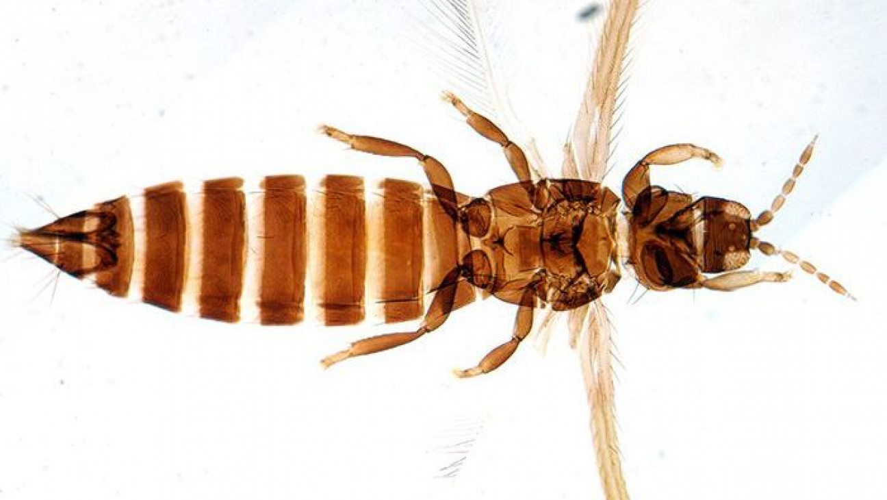 imagen Científicos hallaron en Mendoza nuevos insectos que podrían dañar los cultivos