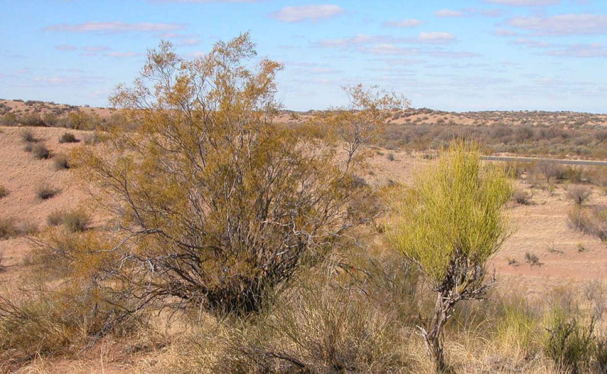 imagen Fichas Coleccionables: herbáceas en el paisajismo de zonas áridas 