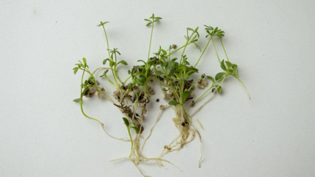 imagen Prueban la acción de un hongo que vive en las raíces de las plantas para eliminar metales pesados