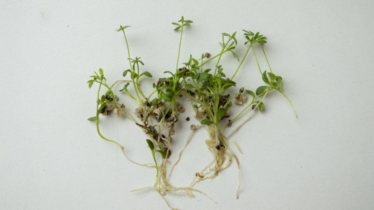imagen Prueban la acción de un hongo que vive en las raíces de las plantas para eliminar metales pesados