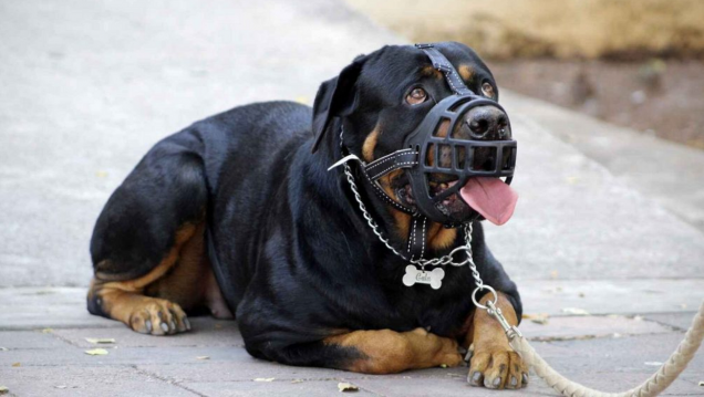 imagen Ley de Perros Peligrosos: por qué sigue sin reglamentarse en Mendoza