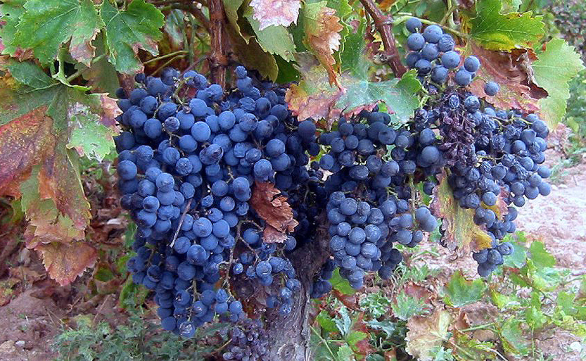 imagen Vitivinicultura ecológica sin fungicidas