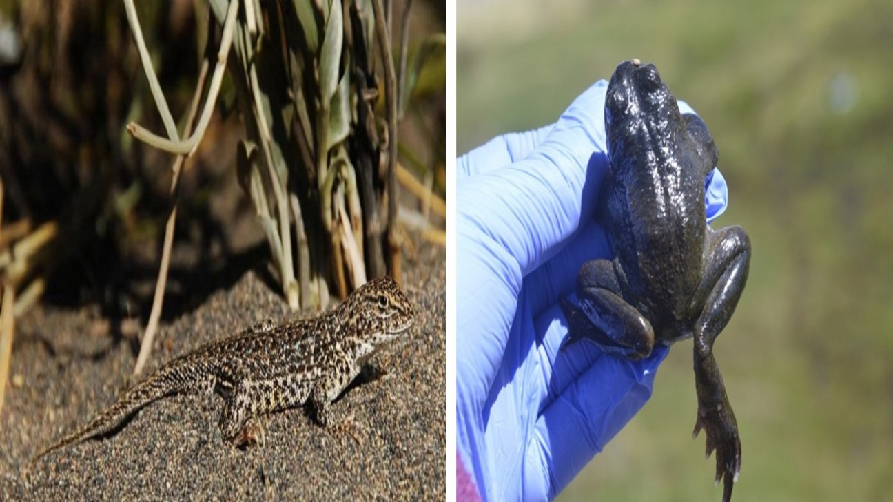 imagen Cómo la acción humana puede llevar a la extinción a dos especies de Mendoza