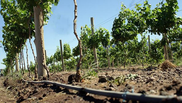 imagen Mendoza Activa 4 apuesta a las energías renovables, la tecnología y la optimización del riego