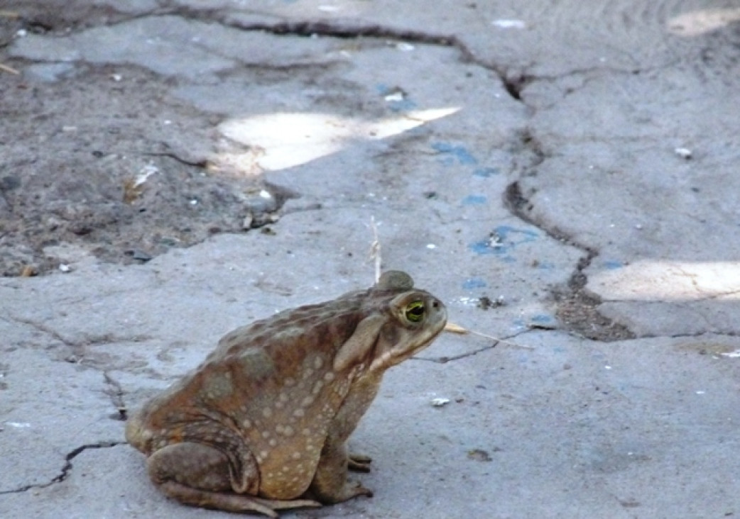 imagen Este sapo