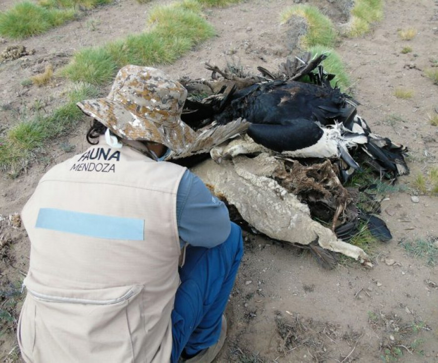 imagen Muerte de cóndores: se entregó el puestero que estaba prófugo