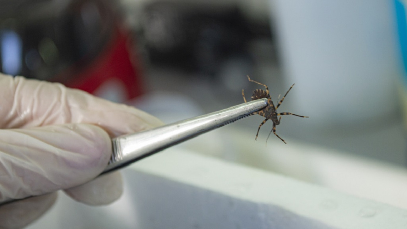 imagen Conicet: descubren genes que explican la resistencia de las vinchucas a los insecticidas