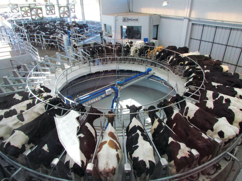 imagen El Gobierno nacional comprará el sobrestock de leche para solventar la crisis del sector