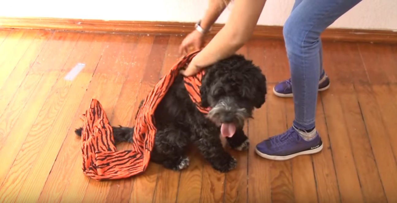imagen Recomendaciones para evitar el sufrimiento de mascotas por pirotecnia