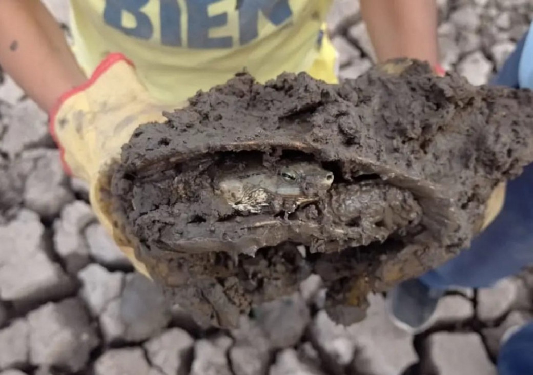 imagen Una familia correntina rescató más de 70 tortugas de una laguna que se secó 