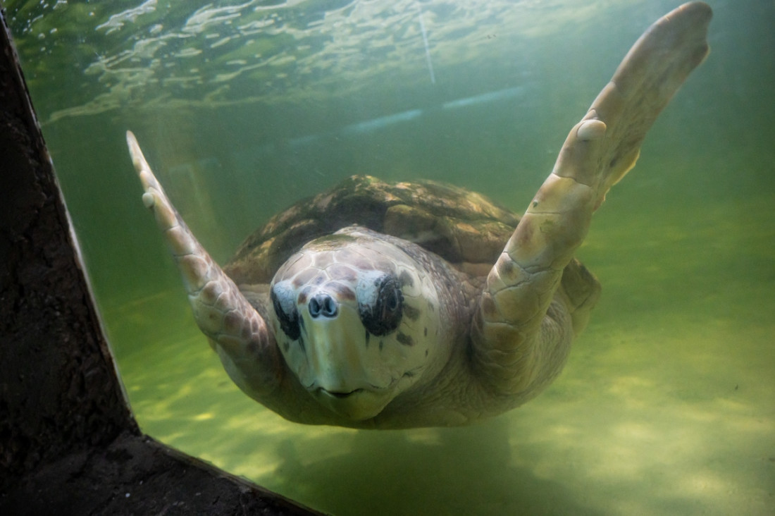 imagen Luego de muchas pruebas, el tortugo Jorge se va a Mar del Plata