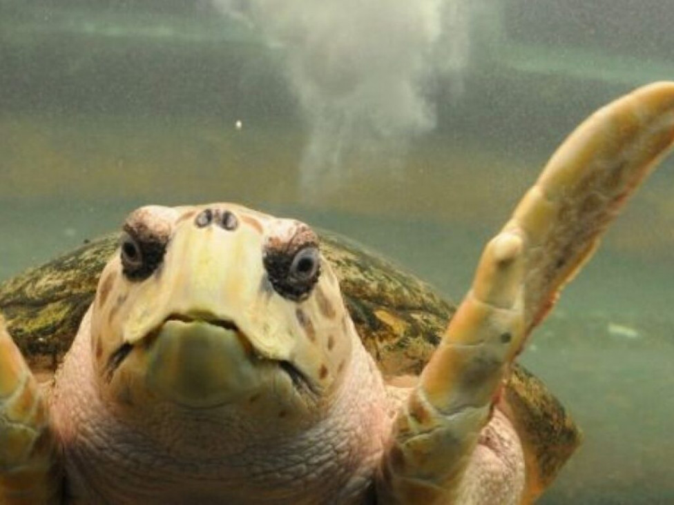 imagen Trasladan al tortugo Jorge a Mar del Plata para rehabilitarlo, luego de casi 40 años en cautiverio
