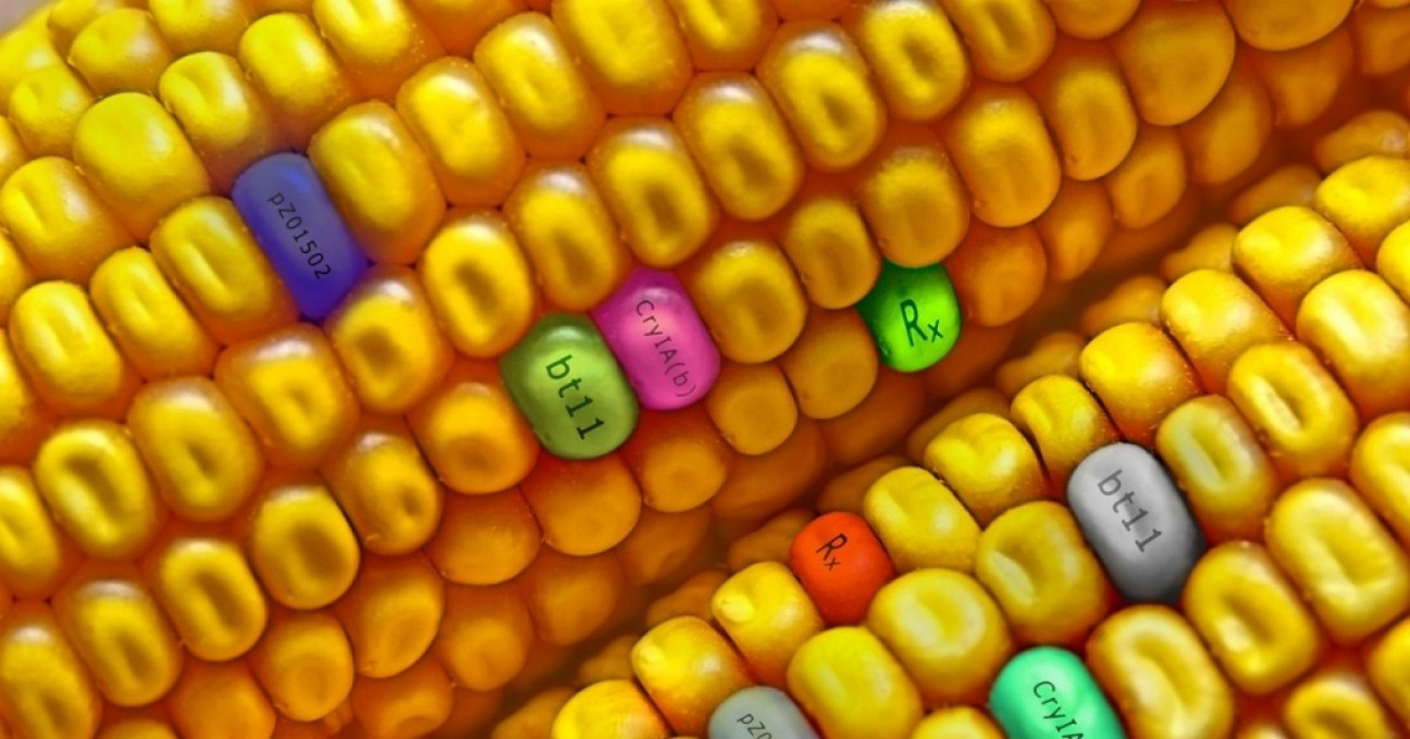 imagen Alimentos transgénicos: entre el avance científico y la disputa ambiental 