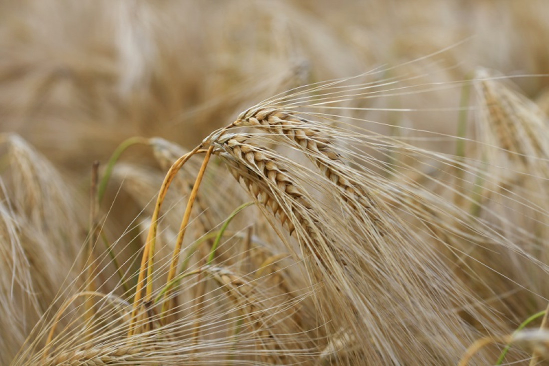 imagen Evaluaron el impacto del cambio climático en la producción y calidad del trigo y la cebada