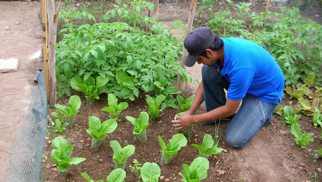 imagen Seguridad alimentaria