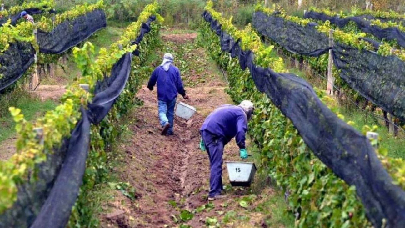 imagen Mendoza es la provincia con mayor cantidad de lugares que producen uva orgánica