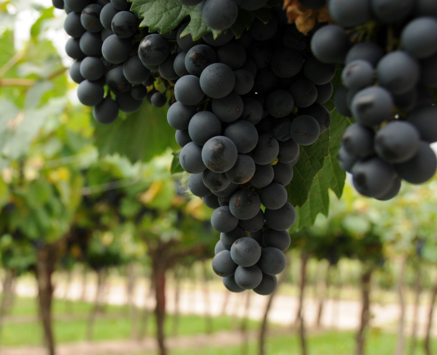 imagen Bolivia prohibió la importación de uva y vinos por tres meses