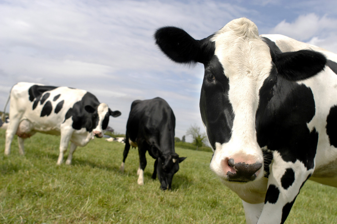 imagen El consumo de carne alcanzó el récord de 110 kilos por habitante