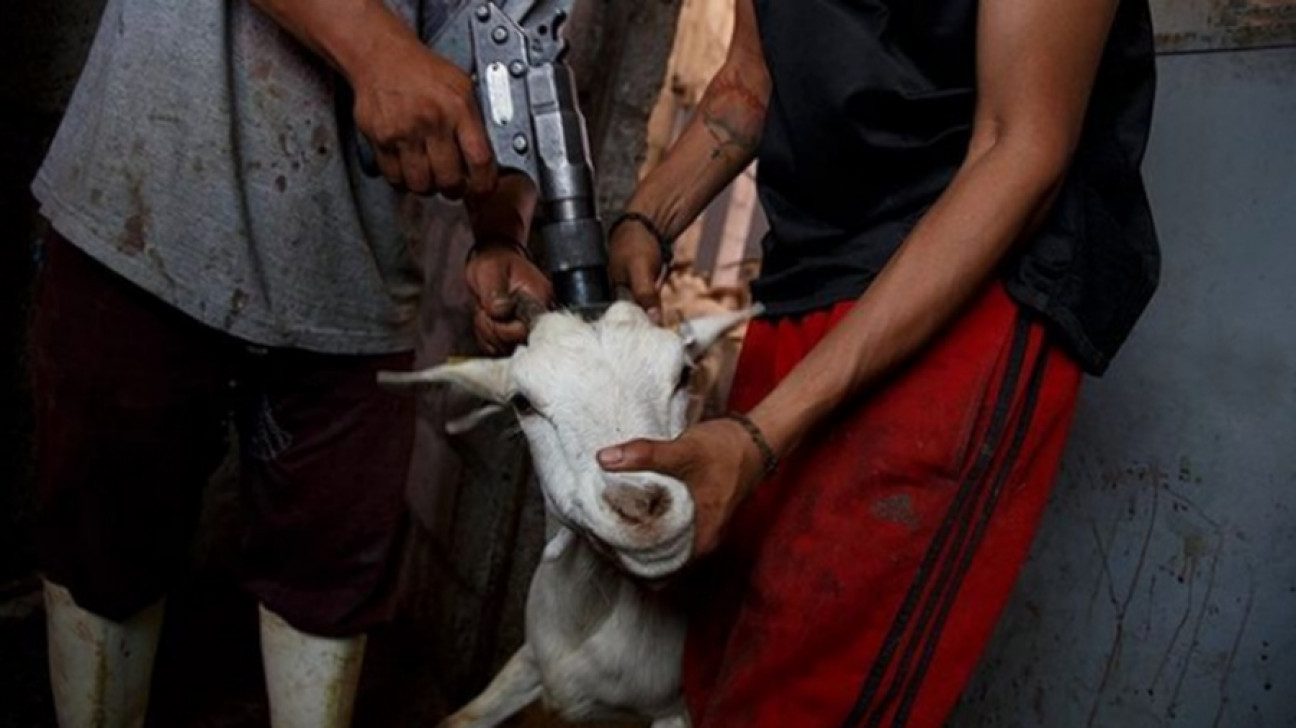 imagen El vegetarianismo, o la empatía con el padecimiento de los animales