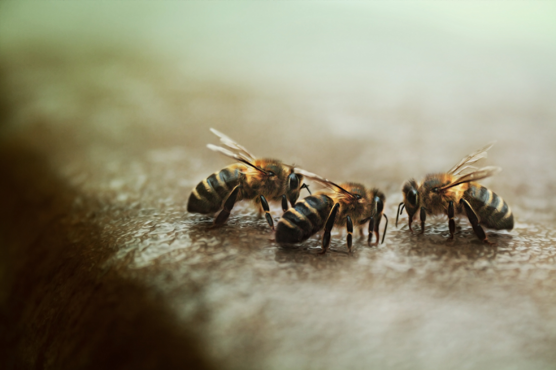 imagen Las abejas mueren y poco se puede hacer al respecto
