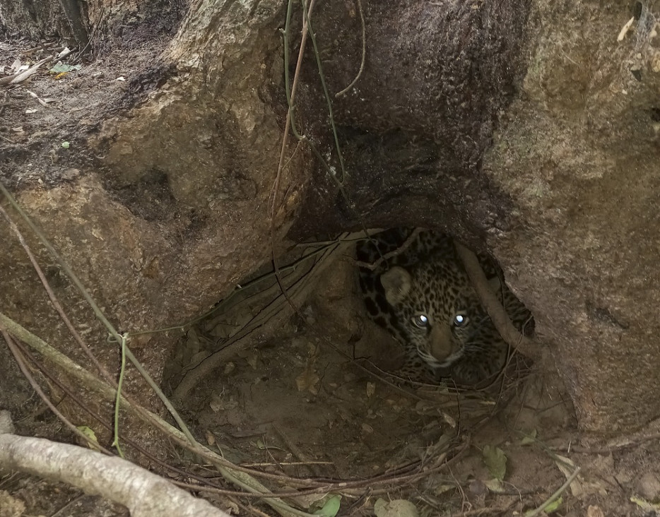 imagen Tras 70 años de extinción, nacieron dos yaguaretés silvestres en Corrientes